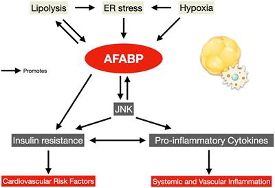 Adipocyte Fatty Acid-Binding Protein, Cardiovascular Diseases and Mortality